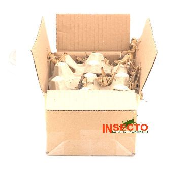 Starfood - Bulk Treksprinkhanen Volwassen - maat 8 (Locusta migratoria) | SL8B | 8717545215289